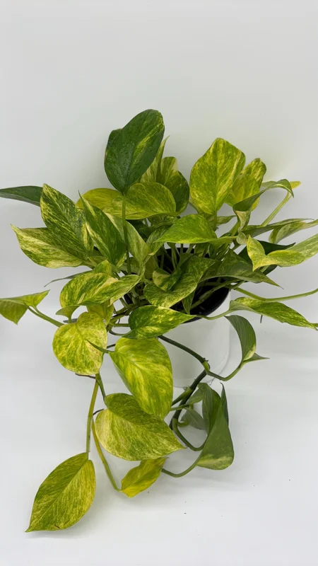 Pothos Neon Queen Live Plant – 6 inch Pot – Rare Indoor Houseplant - Image 3