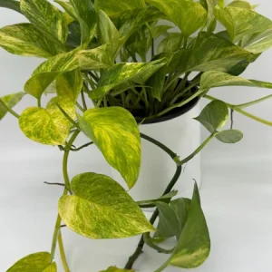 Pothos Neon Queen Live Plant – 6 inch Pot – Rare Indoor Houseplant - Image 4