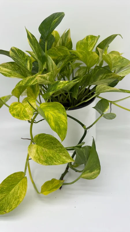 Pothos Neon Queen Live Plant – 6 inch Pot – Rare Indoor Houseplant - Image 4