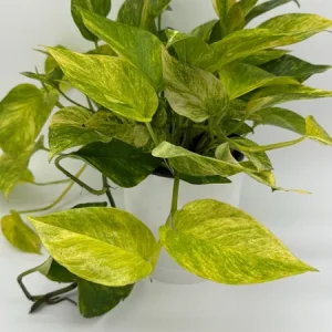 Pothos Neon Queen Live Plant – 6 inch Pot – Rare Indoor Houseplant - Image 5