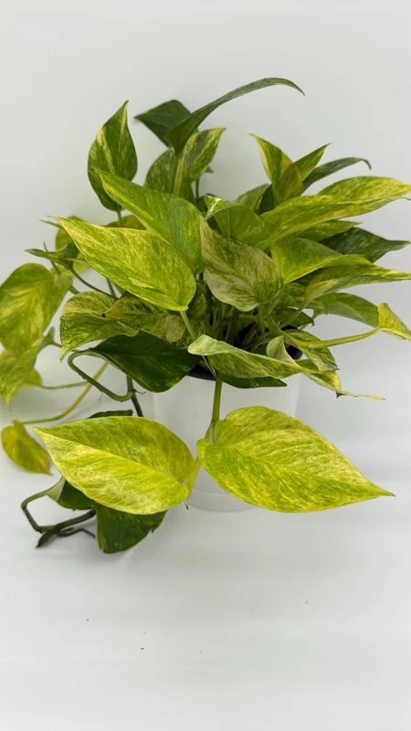 Pothos Neon Queen Live Plant – 6 inch Pot – Rare Indoor Houseplant - Image 5