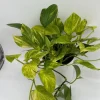 Pothos Neon Queen Live Plant – 6 inch Pot – Rare Indoor Houseplant - Image 1
