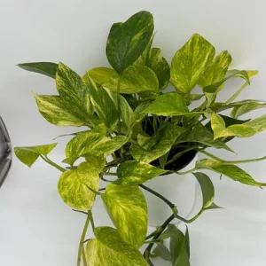 Pothos Neon Queen Live Plant – 6 inch Pot – Rare Indoor Houseplant - Image 1