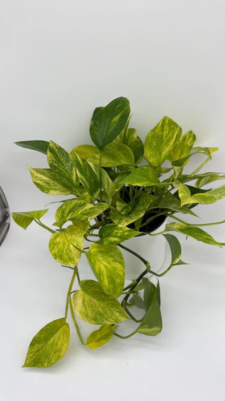 Pothos Neon Queen Live Plant – 6 inch Pot – Rare Indoor Houseplant - Image 1