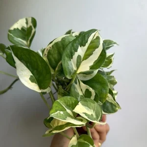 Pothos Pearls & Jade Live Plant – 6 inch Pot – Indoor Houseplant - Image 2