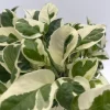 Pothos Pearls & Jade Live Plant – 6 inch Pot – Indoor Houseplant - Image 1