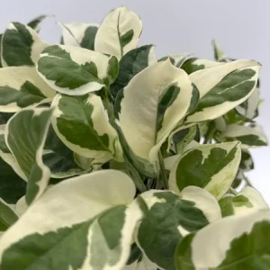 Pothos Pearls & Jade Live Plant – 6 inch Pot – Indoor Houseplant - Image 1
