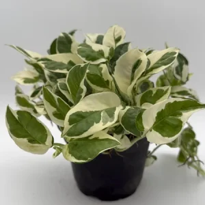 Pothos Pearls & Jade Live Plant – 6 inch Pot – Indoor Houseplant - Image 3