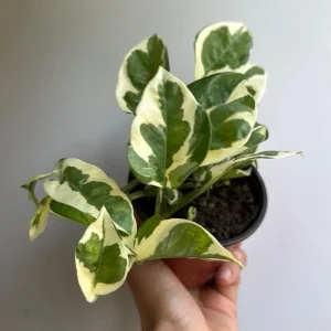 Pothos Pearls & Jade Live Plant – 6 inch Pot – Indoor Houseplant - Image 4