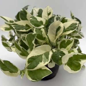 Pothos Pearls & Jade Live Plant – 6 inch Pot – Indoor Houseplant - Image 5