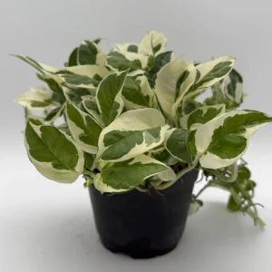 Pothos Pearls & Jade Live Plant – 6 inch Pot – Indoor Houseplant - Image 6