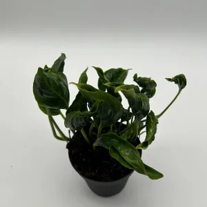 Pothos Shangri La Live Plant – 4 inch Pot – Indoor Houseplant - Image 2
