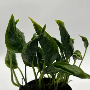 Pothos Shangri La Live Plant – 4 inch Pot – Indoor Houseplant - Image 3