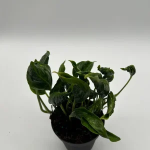 Pothos Shangri La Live Plant – 4 inch Pot – Indoor Houseplant - Image 4