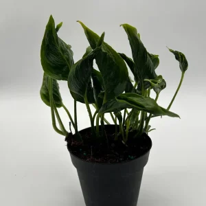 Pothos Shangri La Live Plant – 4 inch Pot – Indoor Houseplant - Image 1