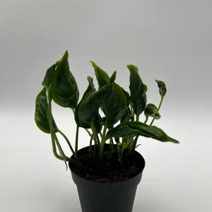 Pothos Shangri La Live Plant – 4 inch Pot – Indoor Houseplant - Image 5