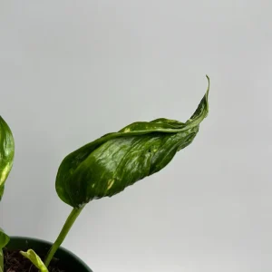 Pothos Shangri La Live Plant – Curly Pothos – 6 inch Pot – Indoor Plant - Image 2