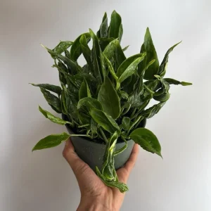 Pothos Shangri La Live Plant – Curly Pothos – 6 inch Pot – Indoor Plant - Image 3