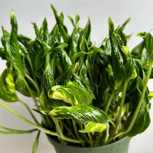 Pothos Shangri La Live Plant – Curly Pothos – 6 inch Pot – Indoor Plant - Image 1