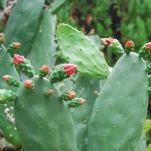 Prickly Pear Opuntia Cactus Live Plant – Rooted 4 inch Pot – Edible Nopal & Fruit - Image 2