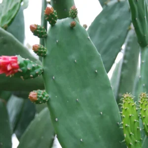 Prickly Pear Opuntia Cactus Live Plant – Rooted 4 inch Pot – Edible Nopal & Fruit - Image 4