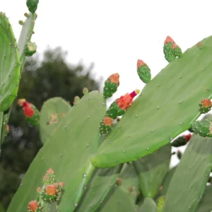 Prickly Pear Opuntia Cactus Live Plant – Rooted 4 inch Pot – Edible Nopal & Fruit - Image 5
