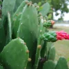 Prickly Pear Opuntia Cactus Live Plant – Rooted 4 inch Pot – Edible Nopal & Fruit - Image 1
