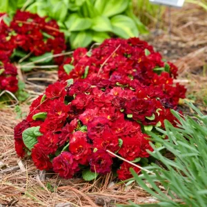 Primula Belarina Valentine Live Plant – 5.25