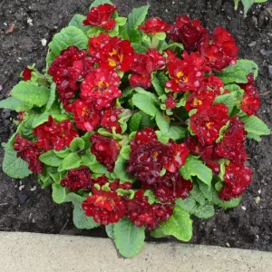 Primula Belarina Valentine Live Plant – 5.25
