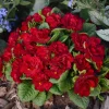 Primula Belarina Valentine Live Plant – 5.25" Pot Perennial Flower – Outdoor - Image 1