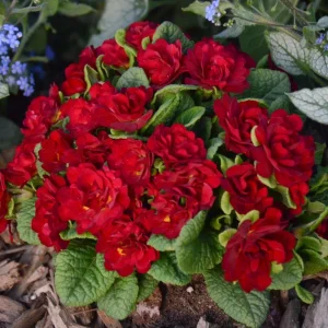 Primula Belarina Valentine Live Plant – 5.25