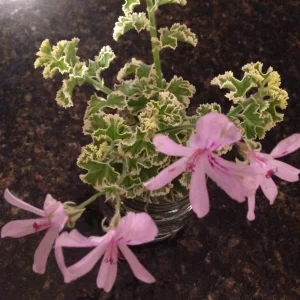Prince Rupert Variegated Scented Geranium – Live Plant – Fragrant Pelargonium - Image 2