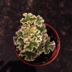 Prince Rupert Variegated Scented Geranium – Live Plant – Fragrant Pelargonium - Image 3