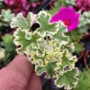 Prince Rupert Variegated Scented Geranium – Live Plant – Fragrant Pelargonium - Image 1