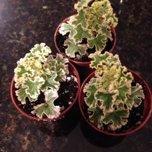 Prince Rupert Variegated Scented Geranium – Live Plant – Fragrant Pelargonium - Image 4