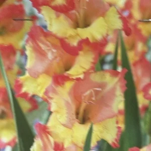 Princess Margaret Rose Gladiolus Bulbs – Yellow Orange Sword Lily – 8 Flower Plant Bulbs - Image 2