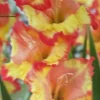 Princess Margaret Rose Gladiolus Bulbs – Yellow Orange Sword Lily – 8 Flower Plant Bulbs - Image 1