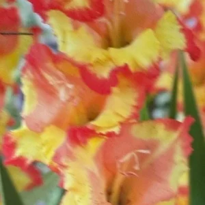 Princess Margaret Rose Gladiolus Bulbs – Yellow Orange Sword Lily – 8 Flower Plant Bulbs - Image 1