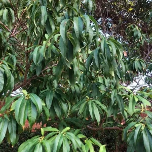 Prunus Persica California Peach Tree Plant Cuttings - 7 Live 6 inch Sweet Edible - Image 2