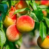 Prunus Persica California Peach Tree Plant Cuttings - 7 Live 6 inch Sweet Edible - Image 1