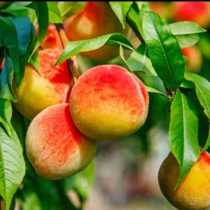 Prunus Persica California Peach Tree Plant Cuttings - 7 Live 6 inch Sweet Edible - Image 1