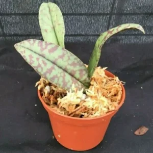 Psychopsis Mendenhall 'Hildos' FCC/AOS Orchid – Live Plant – 2.5