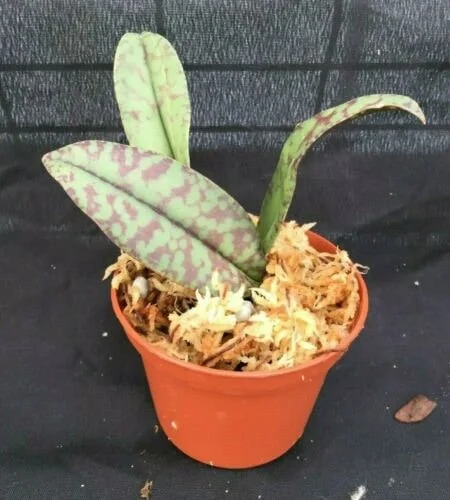 Psychopsis Mendenhall 'Hildos' FCC/AOS Orchid – Live Plant – 2.5" Pot – Unique Indoor - Image 2