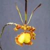 Psychopsis Mendenhall 'Hildos' FCC/AOS Orchid – Live Plant – 2.5" Pot – Unique Indoor - Image 1