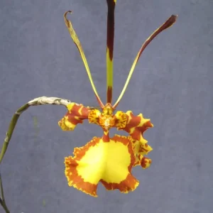 Psychopsis Mendenhall 'Hildos' FCC/AOS Orchid – Live Plant – 2.5