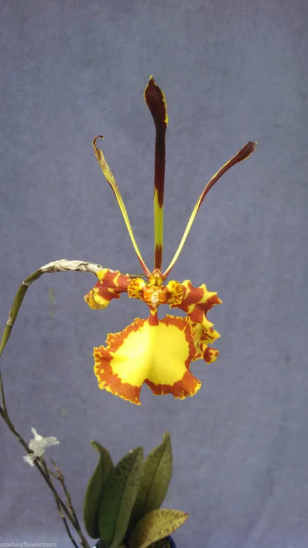 Psychopsis Mendenhall 'Hildos' FCC/AOS Orchid – Live Plant – 2.5" Pot – Unique Indoor - Image 1