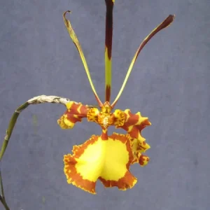 Psychopsis Mendenhall 'Hildos' Orchid – Live Plant – 2.5 inch Pot – Unusual Indoor Orchid - Image 1