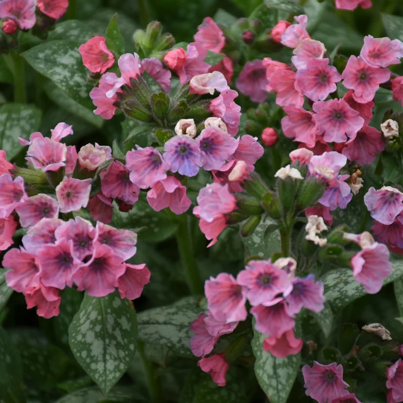 Pulmonaria 'Pretty in Pink' Lungwort Live Plant - Perennial Flower - Outdoor Shade - Image 2