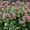 Pulmonaria 'Pretty in Pink' Lungwort Live Plant - Perennial Flower - Outdoor Shade - Image 1