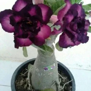 Purple Black Desert Rose Seeds - 4 Adenium Perennial Flower Seeds - Image 11